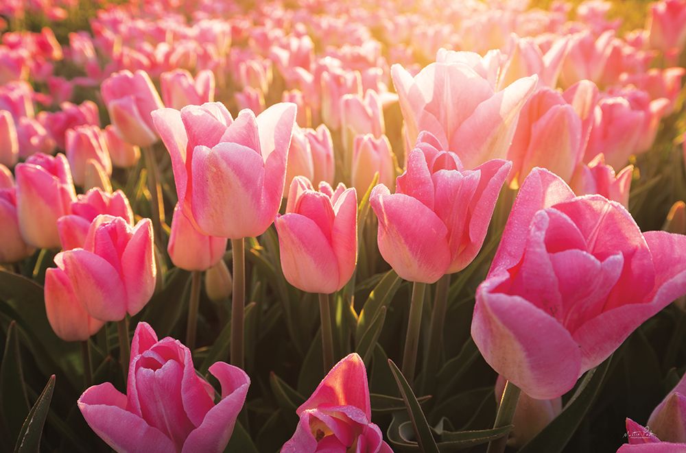 The Pink Ones art print by Martin Podt for $57.95 CAD