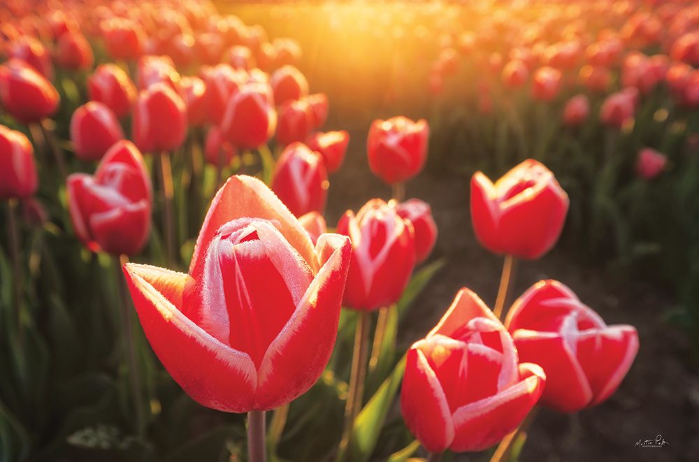 Tulips at Sunrise art print by Martin Podt for $57.95 CAD