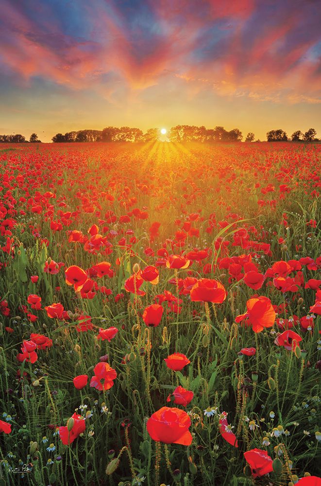 Poppies at Sunset art print by Martin Podt for $57.95 CAD