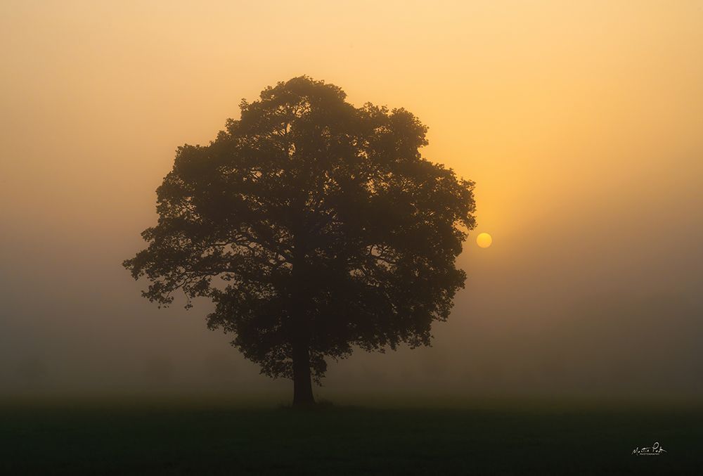 Solitary Oak art print by Martin Podt for $57.95 CAD