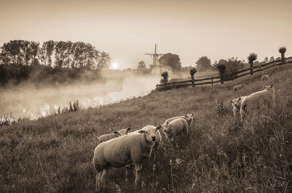 Grazing Sheep art print by Martin Podt for $57.95 CAD