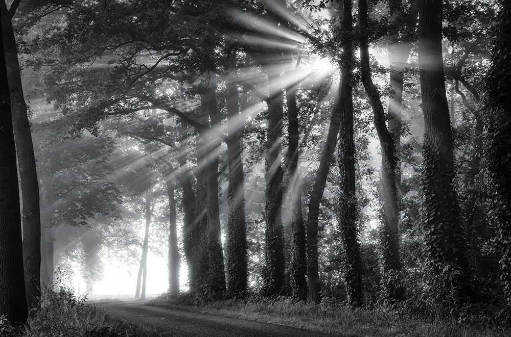 Amazing Rays art print by Martin Podt for $57.95 CAD