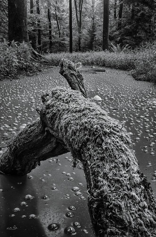 The Puddle art print by Martin Podt for $57.95 CAD