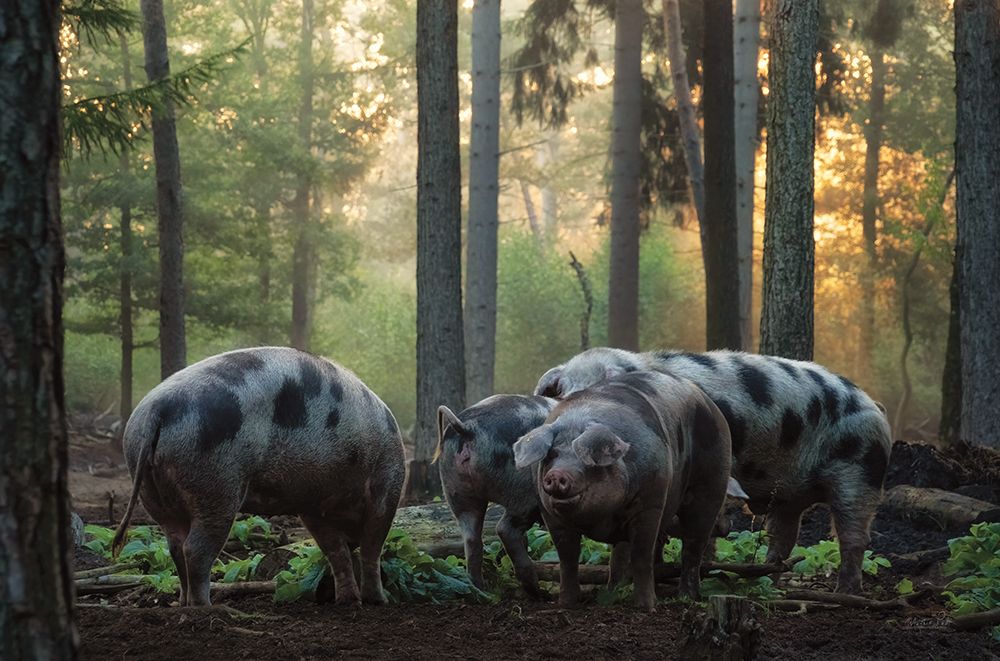 Pig Paradise art print by Martin Podt for $57.95 CAD