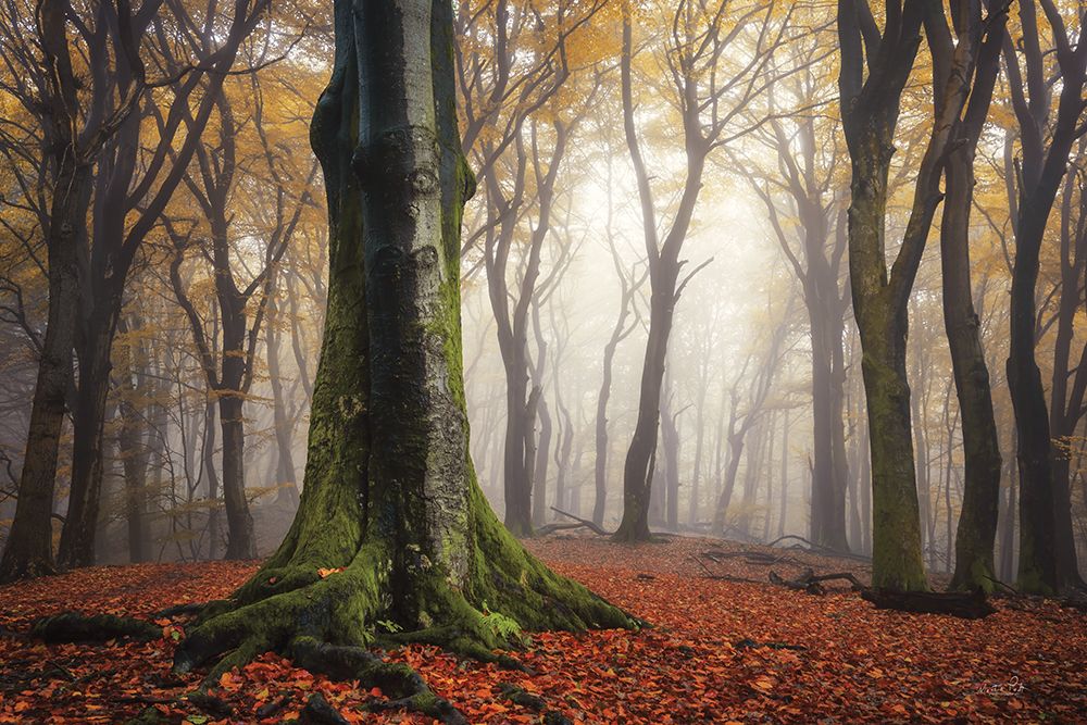 Autumn in the Forest art print by Martin Podt for $57.95 CAD