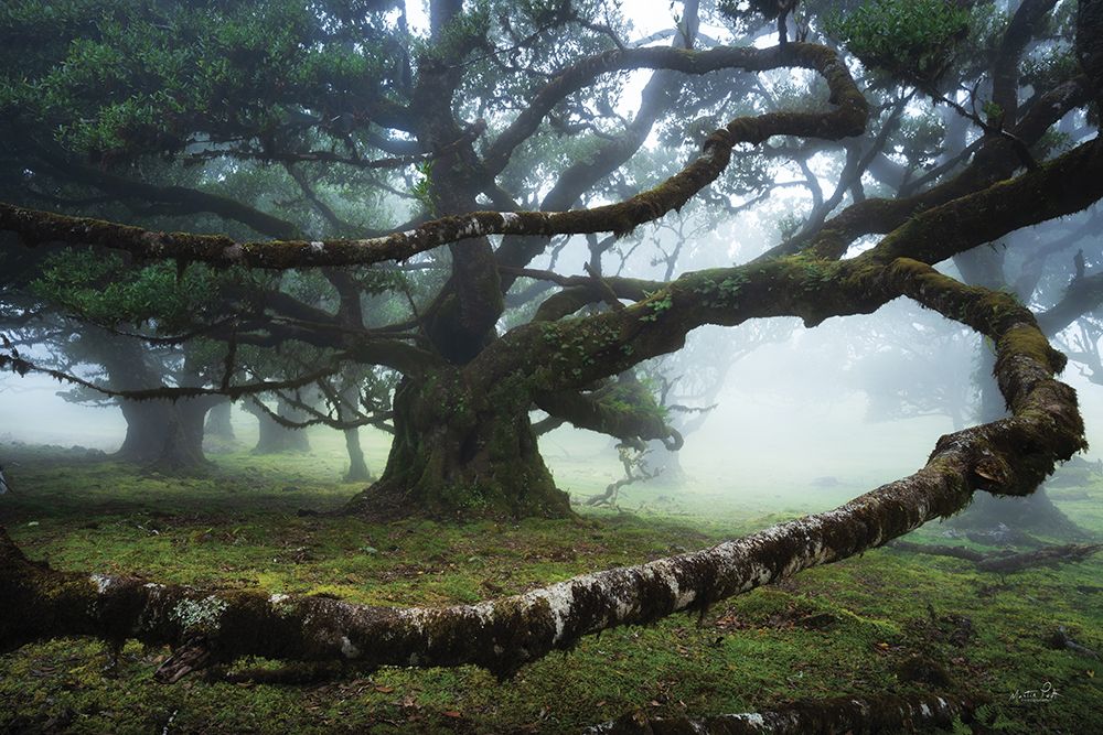 Embraced art print by Martin Podt for $57.95 CAD