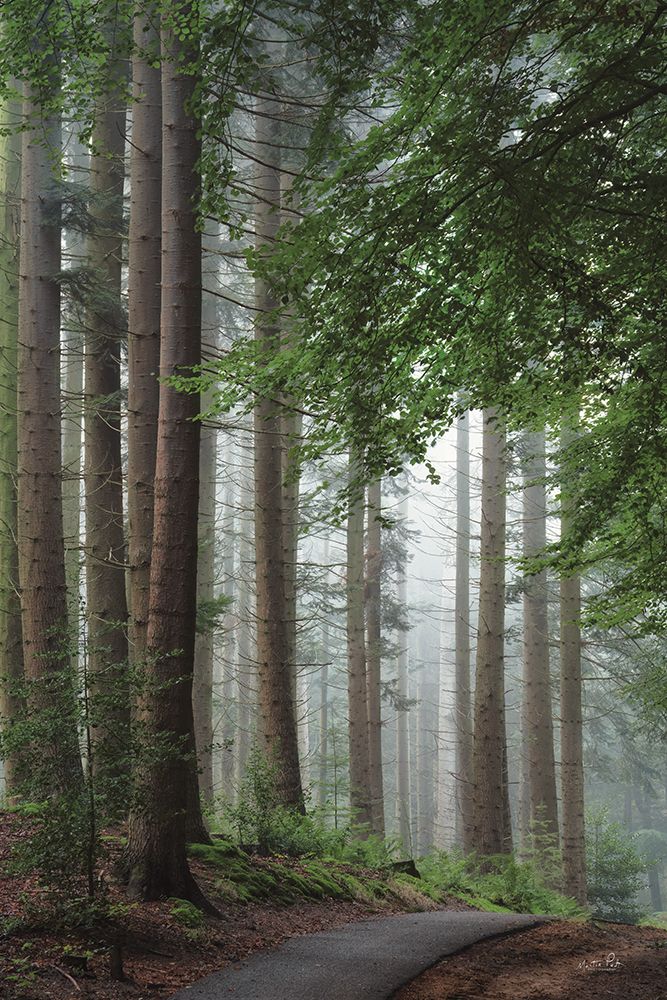 Some Fine Pines art print by Martin Podt for $57.95 CAD