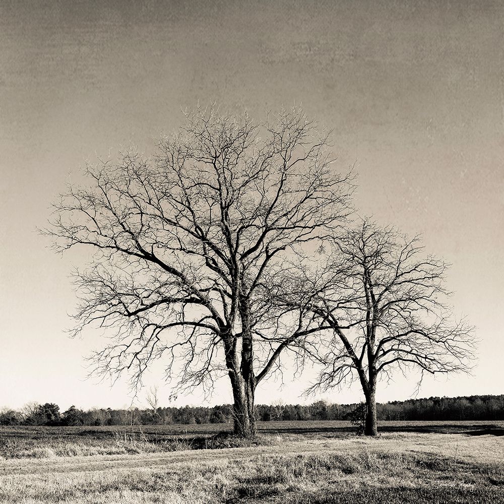 Tree No. 57 art print by Jennifer Rigsby for $57.95 CAD