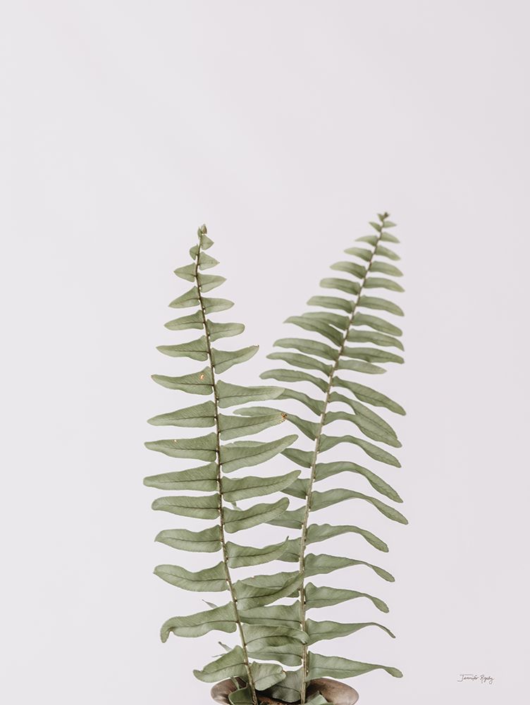 Boho Fern art print by Jennifer Rigsby for $57.95 CAD