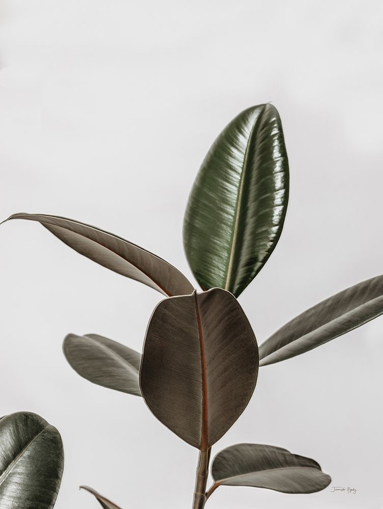 Boho Rubber Tree art print by Jennifer Rigsby for $57.95 CAD