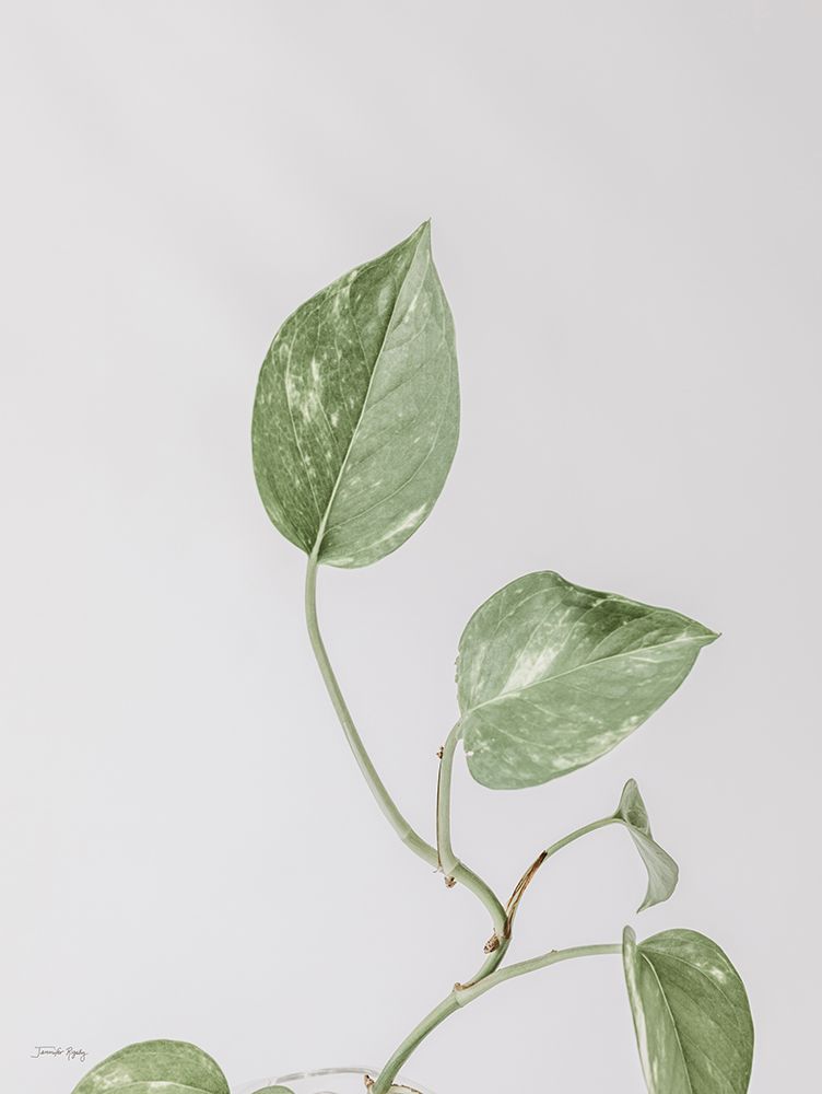 Boho Pothos art print by Jennifer Rigsby for $57.95 CAD