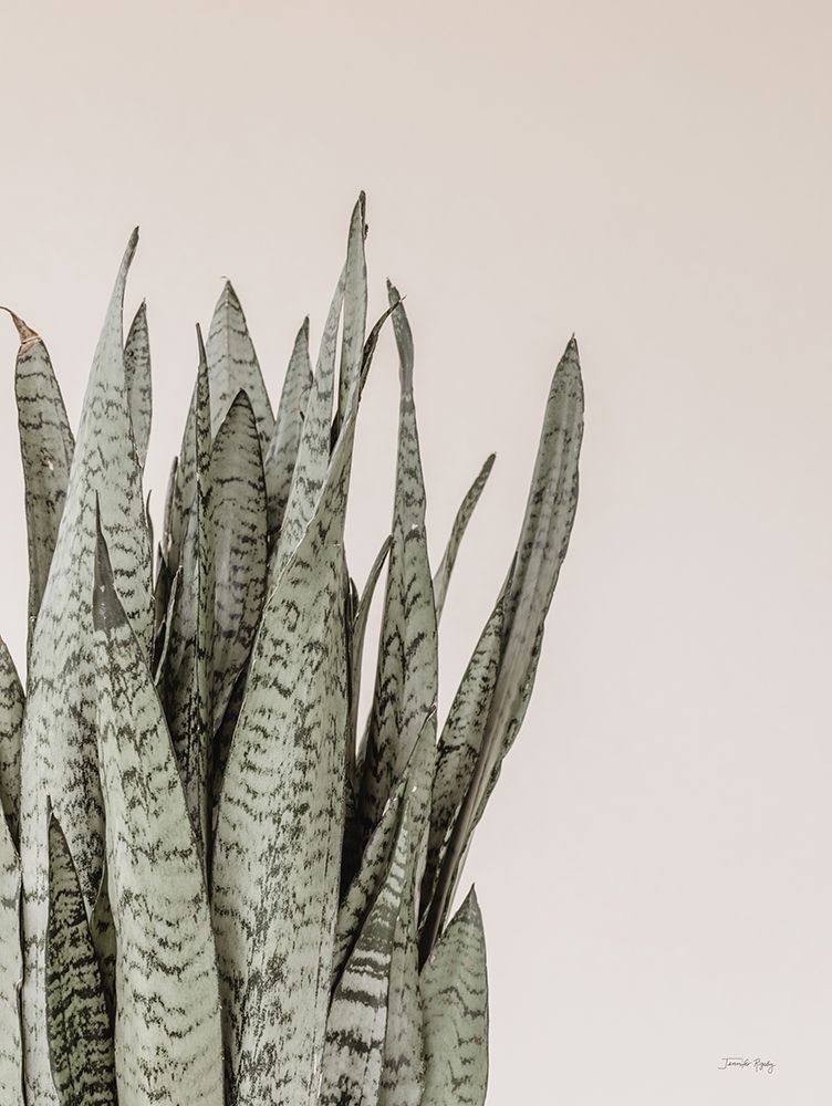 Boho Snake Plant art print by Jennifer Rigsby for $57.95 CAD