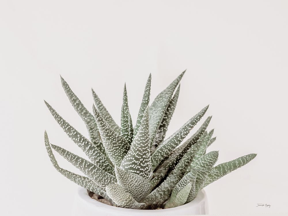 Boho Succulent art print by Jennifer Rigsby for $57.95 CAD