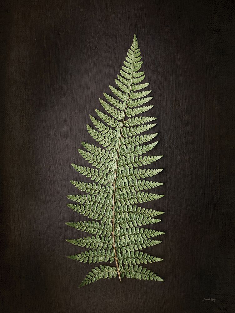 Fern on Black I art print by Jennifer Rigsby for $57.95 CAD
