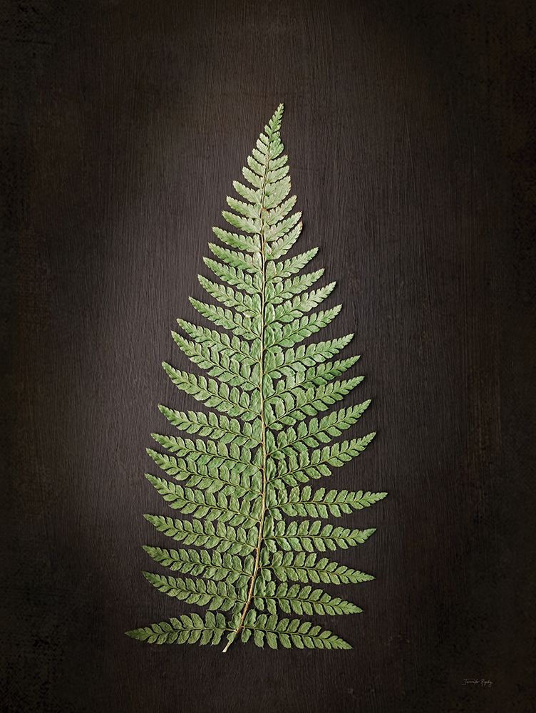 Fern on Black II art print by Jennifer Rigsby for $57.95 CAD