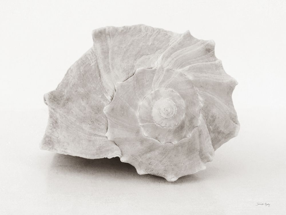 Vintage Conch Shells I art print by Jennifer Rigsby for $57.95 CAD