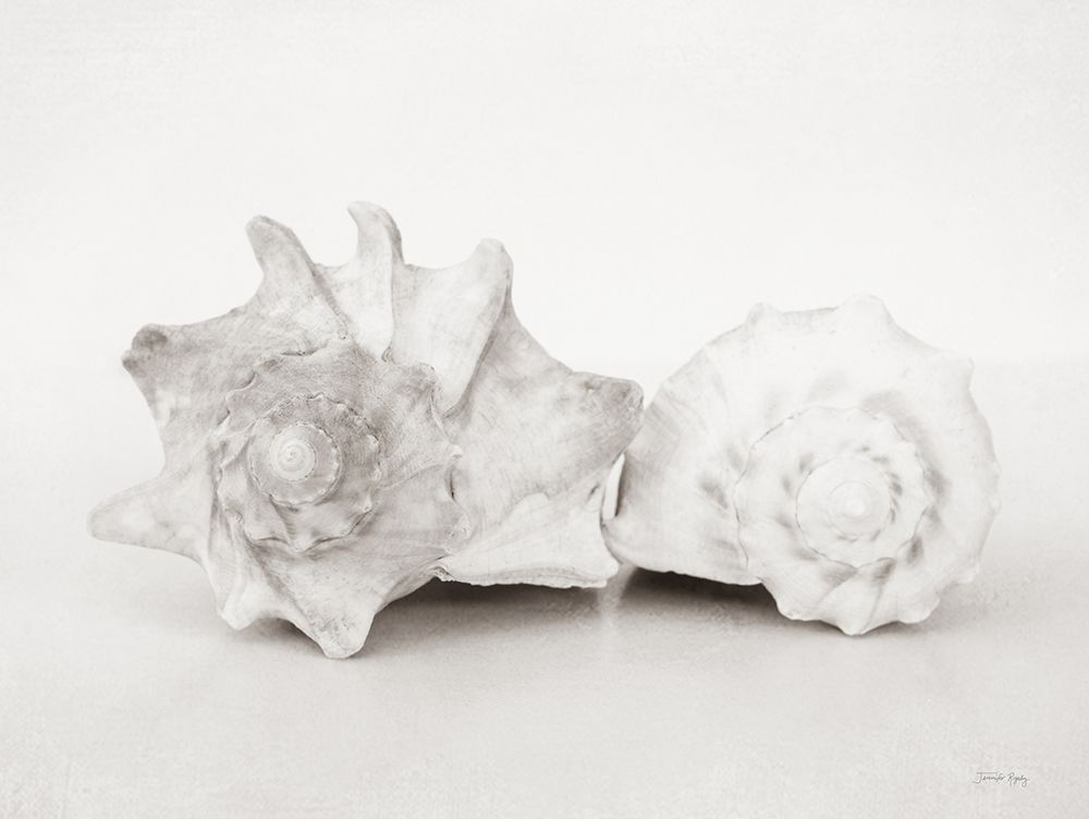 Vintage Conch Shells II art print by Jennifer Rigsby for $57.95 CAD