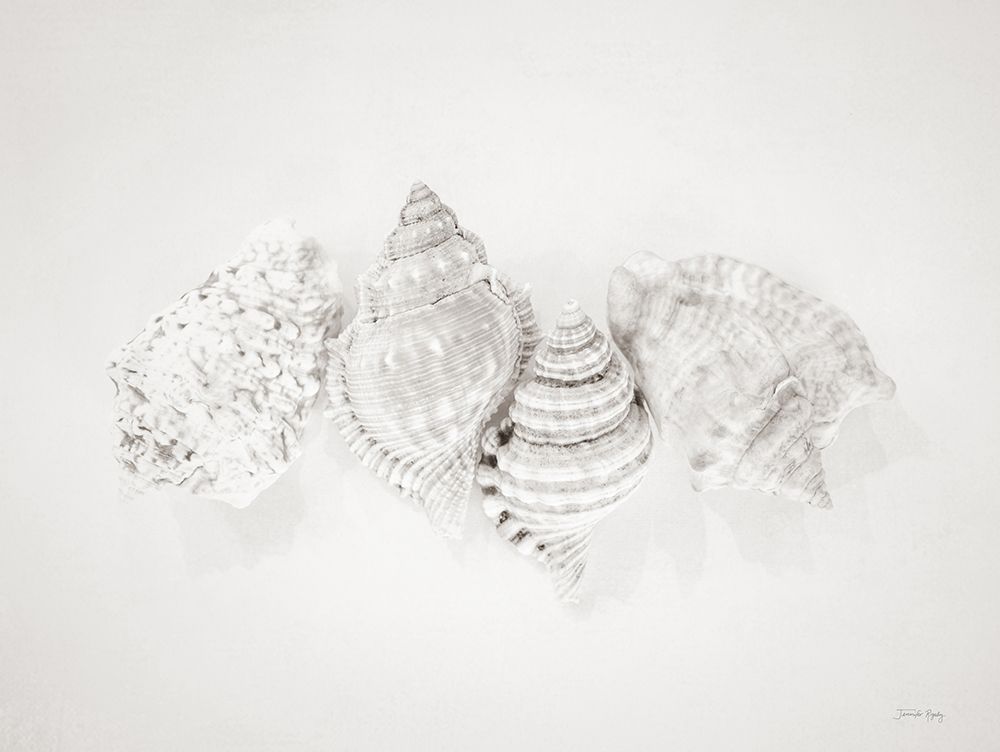Vintage Nutmeg Shells art print by Jennifer Rigsby for $57.95 CAD