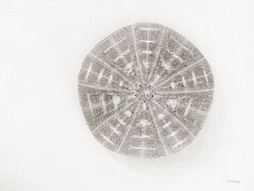 Vintage Sea Urchin art print by Jennifer Rigsby for $57.95 CAD