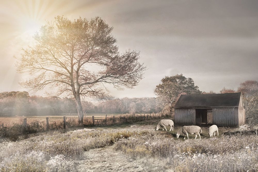 Sheep in the Meadow art print by Robin-Lee Vieira for $57.95 CAD