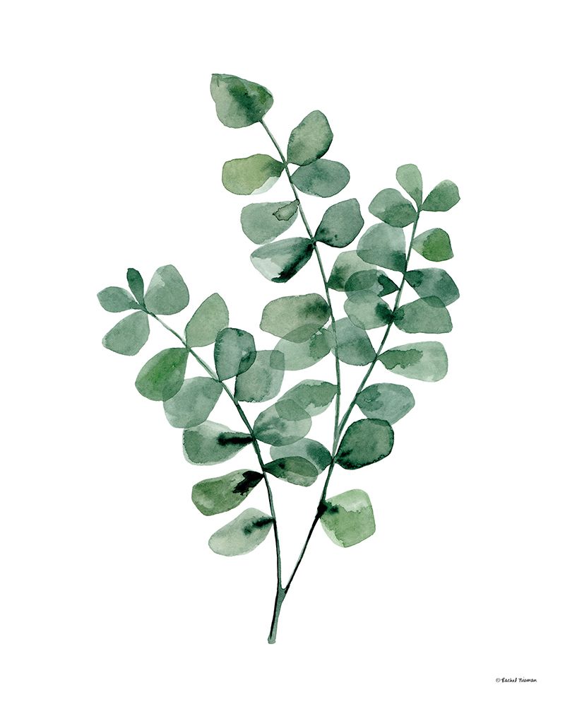 Watercolor Botanical II art print by Rachel Nieman for $57.95 CAD