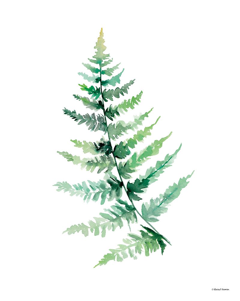 Watercolor Botanical III art print by Rachel Nieman for $57.95 CAD