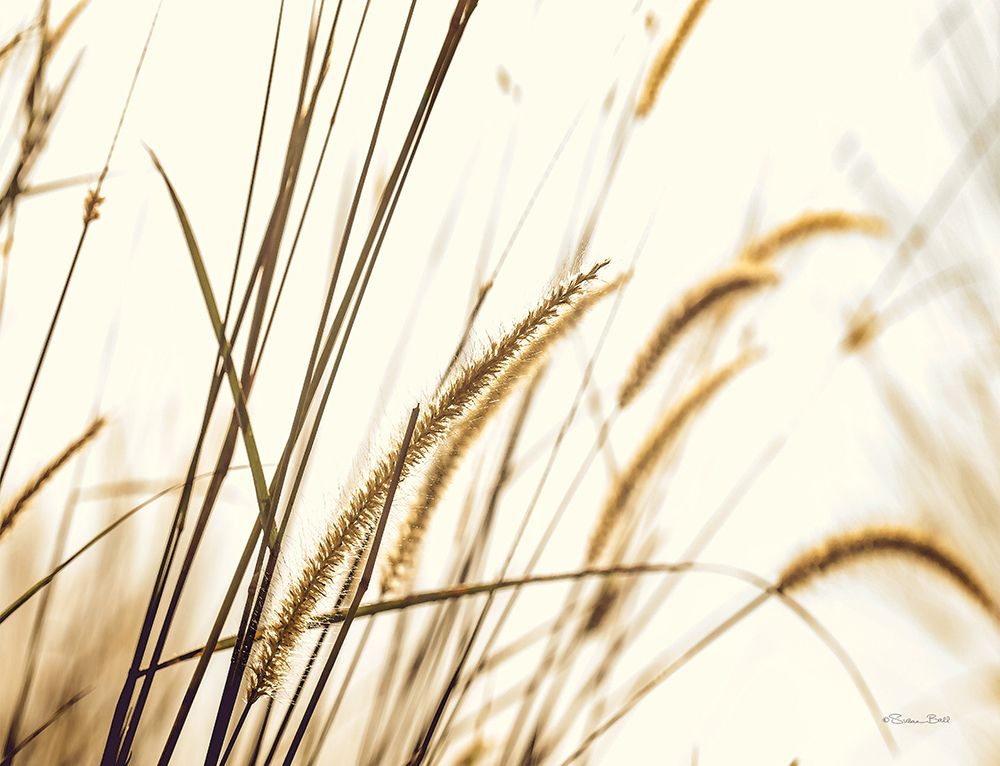 Foxtail art print by Susan Ball for $57.95 CAD