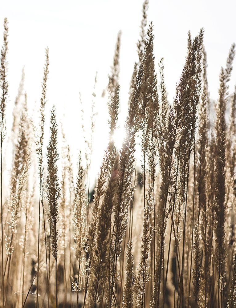 Sun Through Field art print by Susan Ball for $57.95 CAD