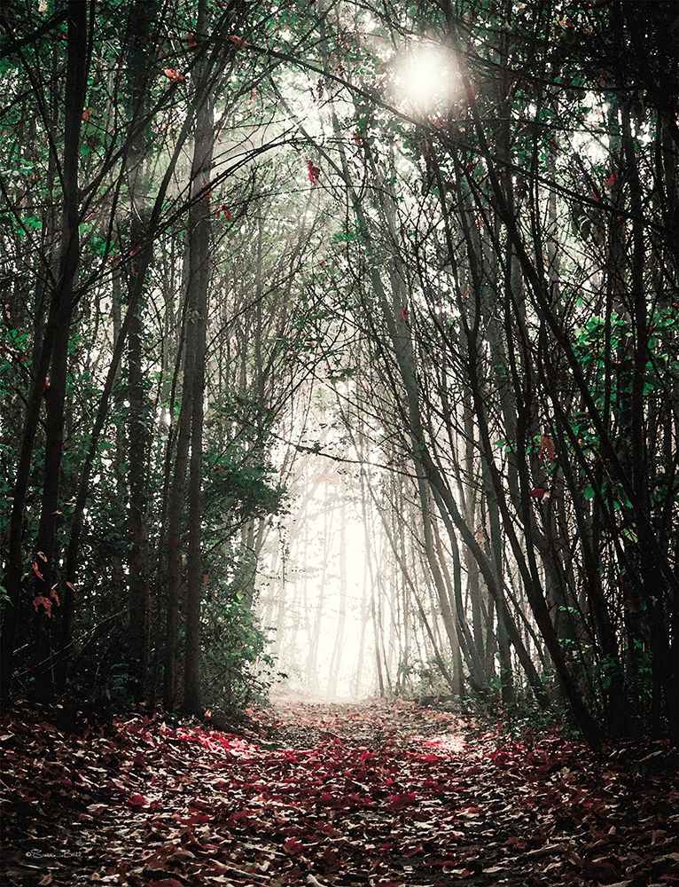 Path in the Woods art print by Susan Ball for $57.95 CAD