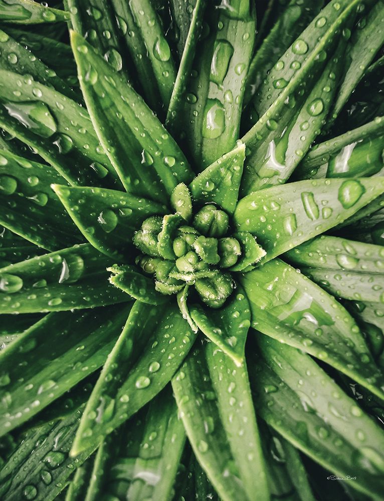 Dew Drop Succulent art print by Susan Ball for $57.95 CAD