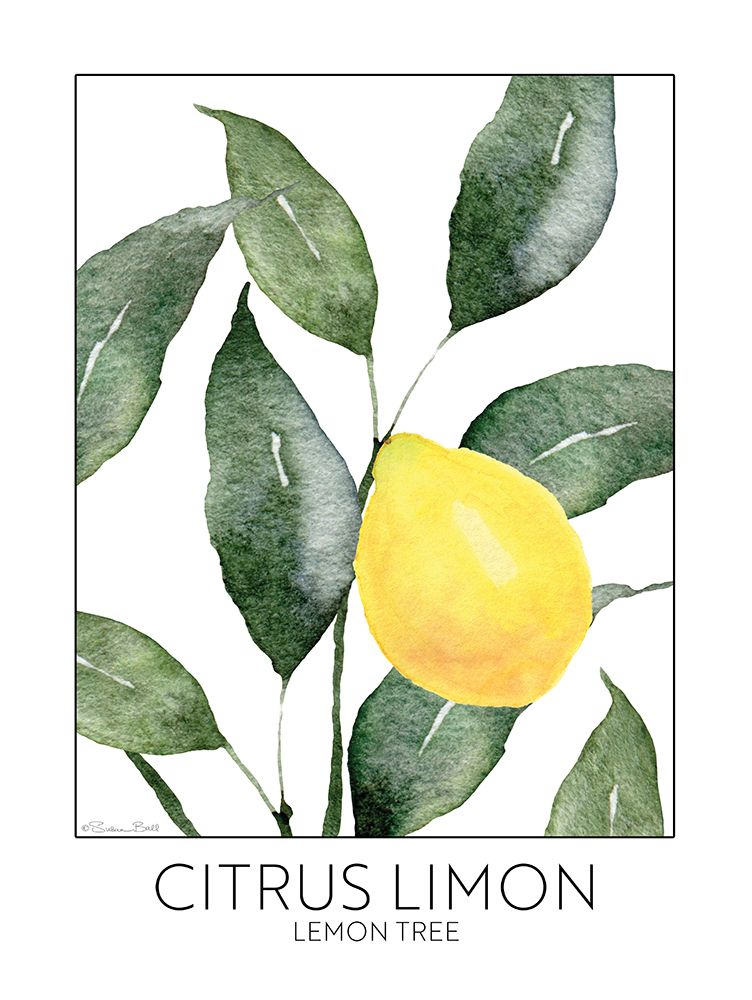 Lemon Tree art print by Susan Ball for $57.95 CAD