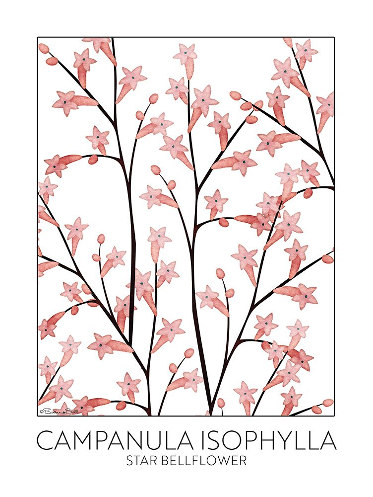 Star Bellflower art print by Susan Ball for $57.95 CAD