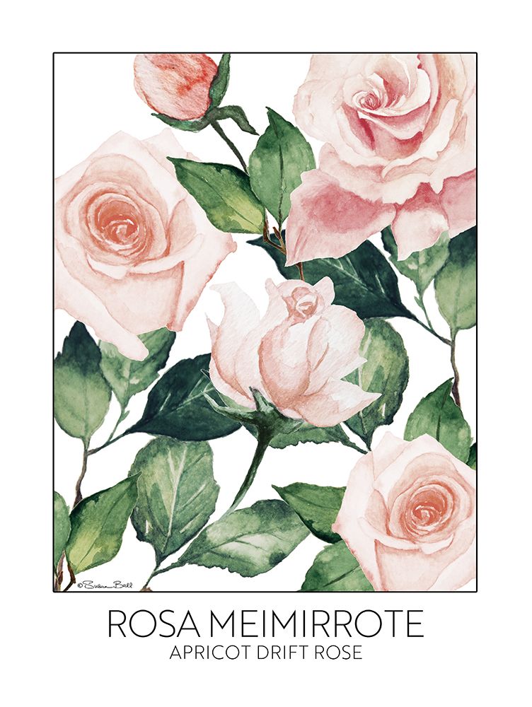 Apricot Drift Rose art print by Susan Ball for $57.95 CAD