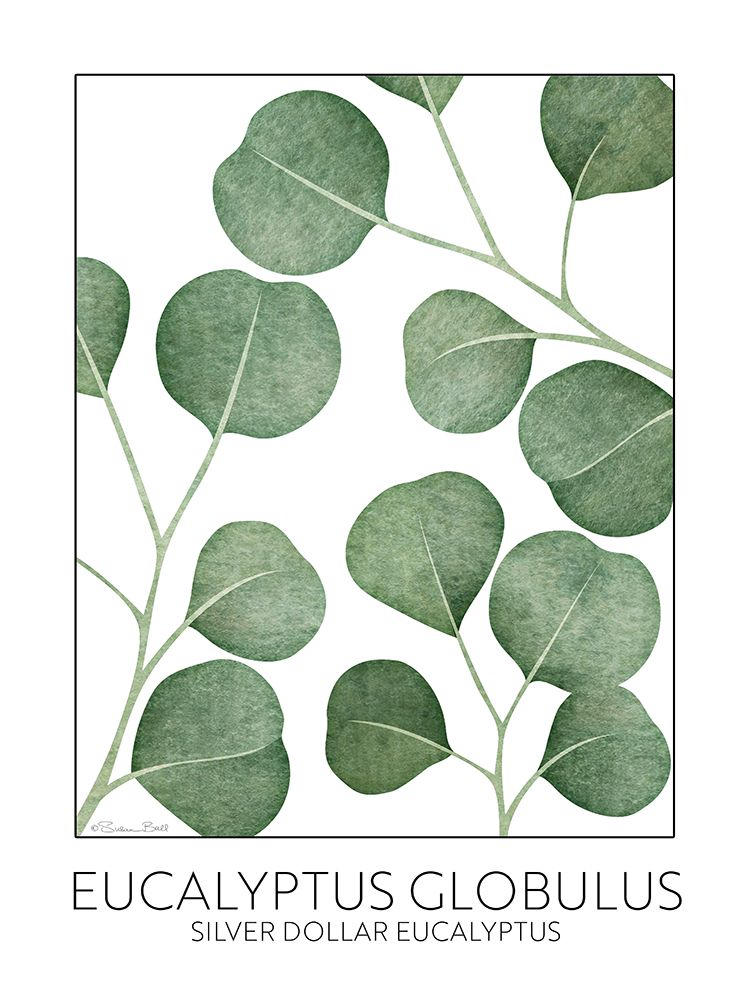 Silver Dollar Eucalyptus art print by Susan Ball for $57.95 CAD