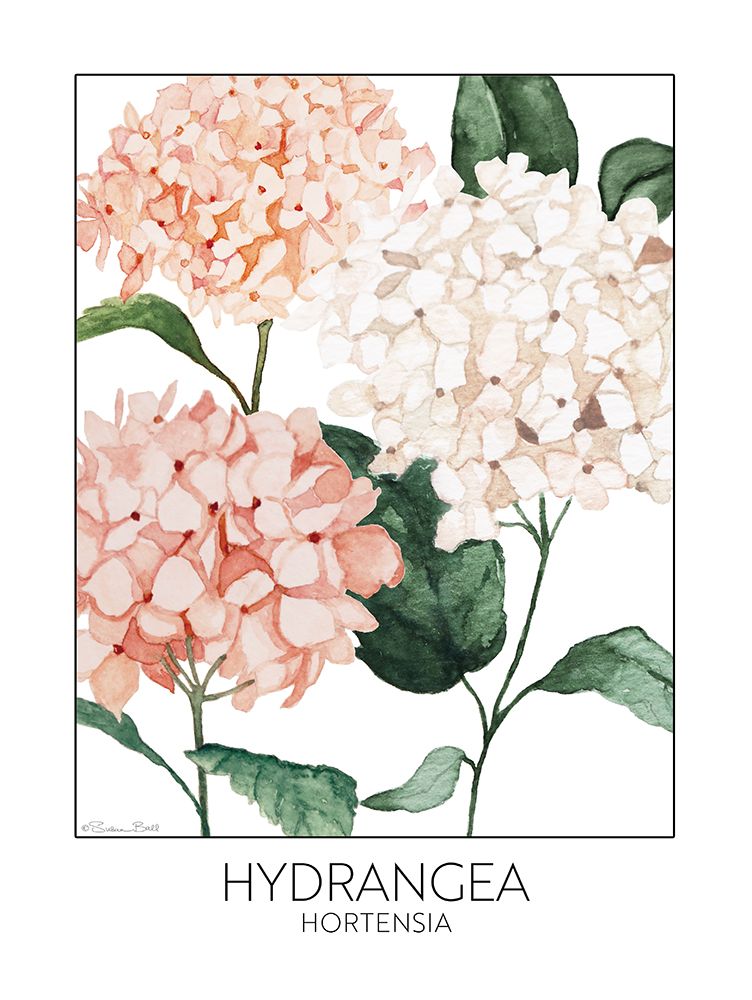 Hydrangea art print by Susan Ball for $57.95 CAD