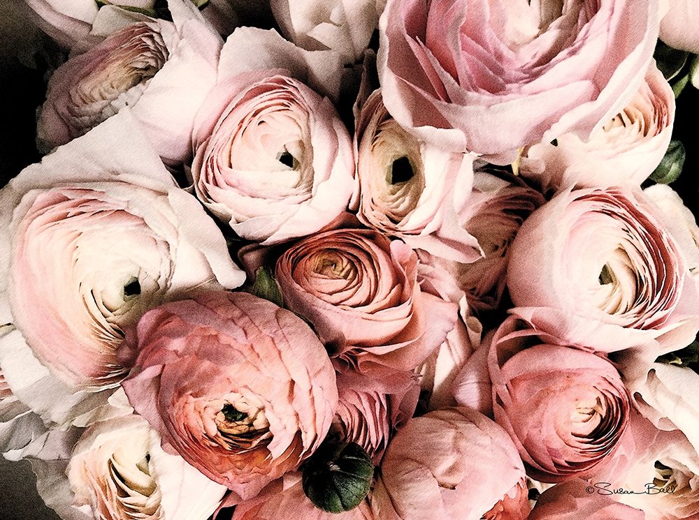 Coral Ranunculus art print by Susan Ball for $57.95 CAD