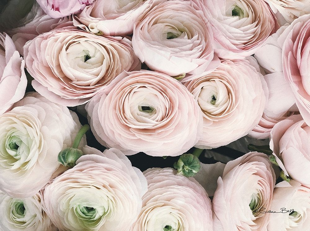 Soft Pink Ranunculus art print by Susan Ball for $57.95 CAD