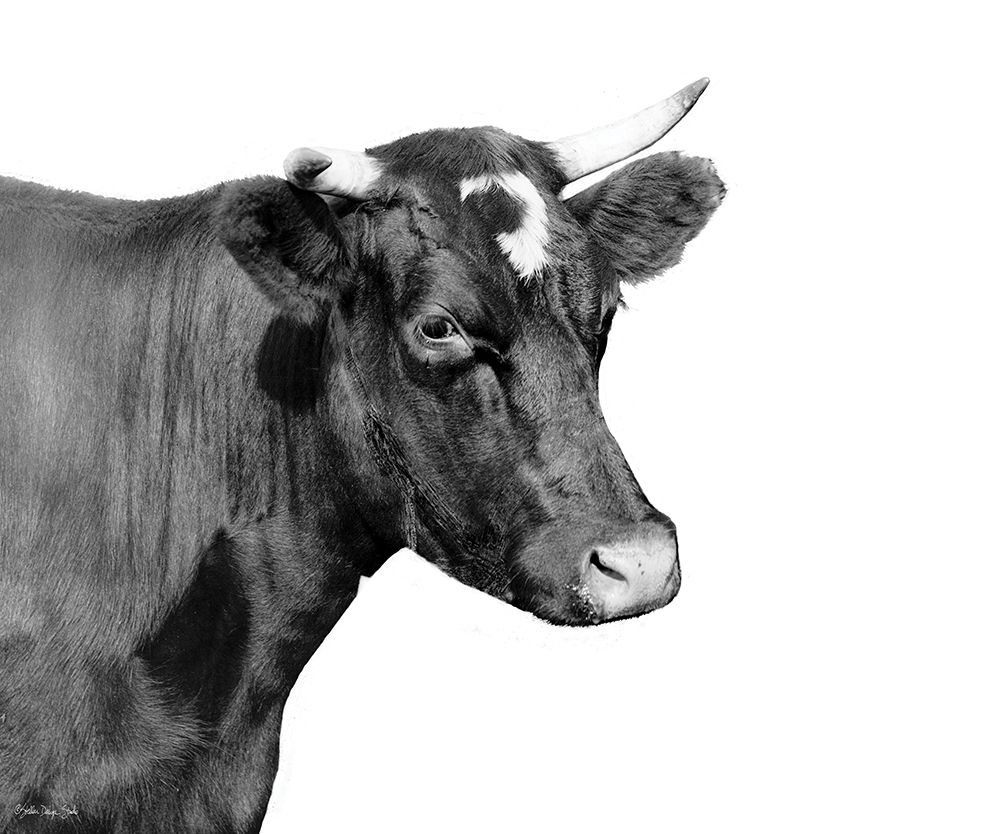 Bessie art print by Stellar Design Studio for $57.95 CAD