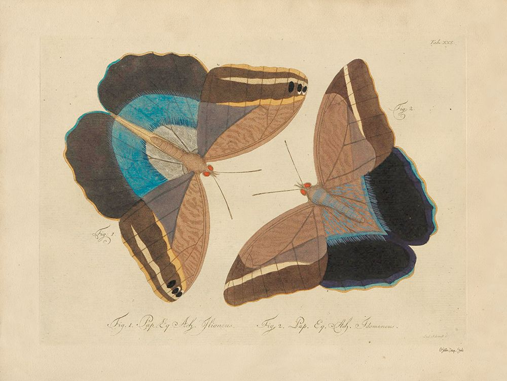 Vintage Butterflies 2 art print by Stellar Design Studio for $57.95 CAD