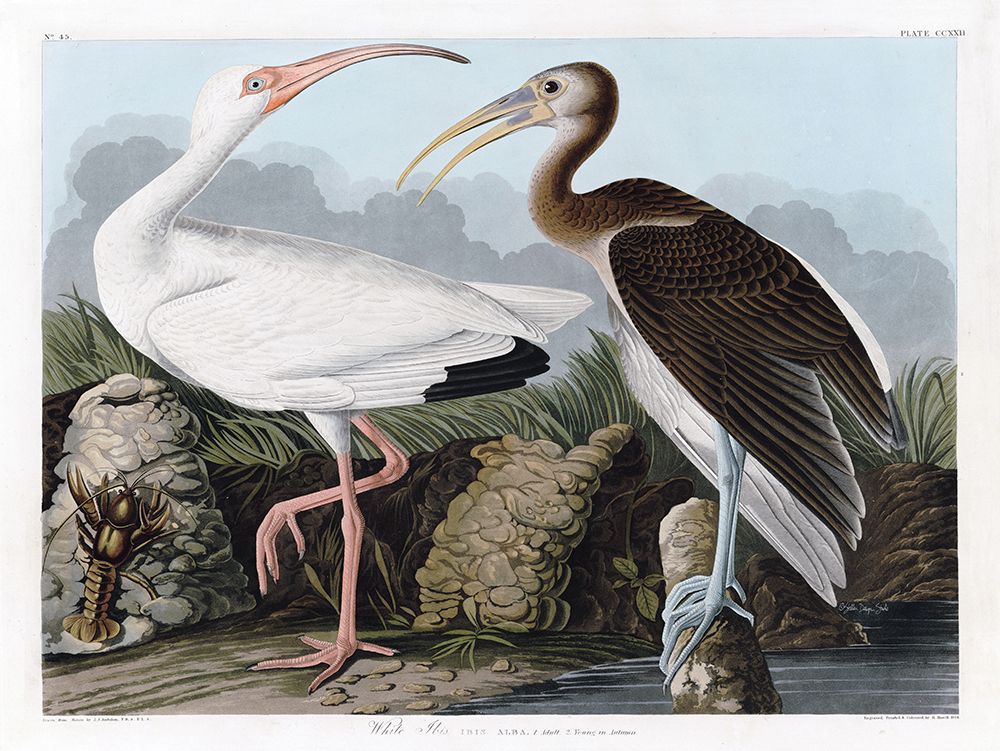 White Ibis art print by Stellar Design Studio for $57.95 CAD