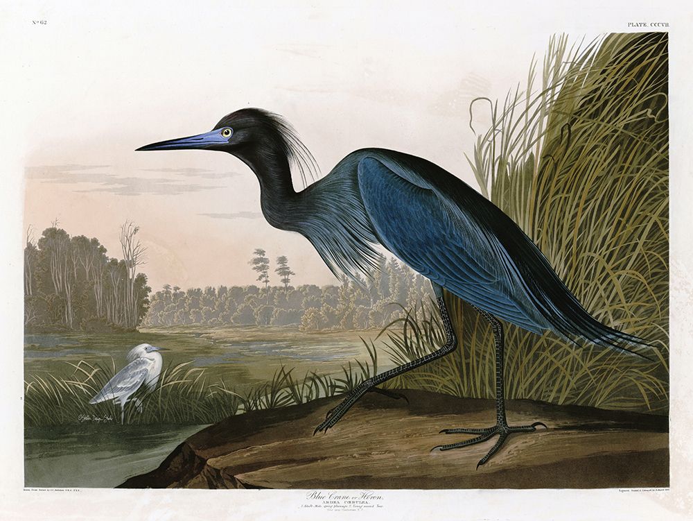 Blue Crane art print by Stellar Design Studio for $57.95 CAD