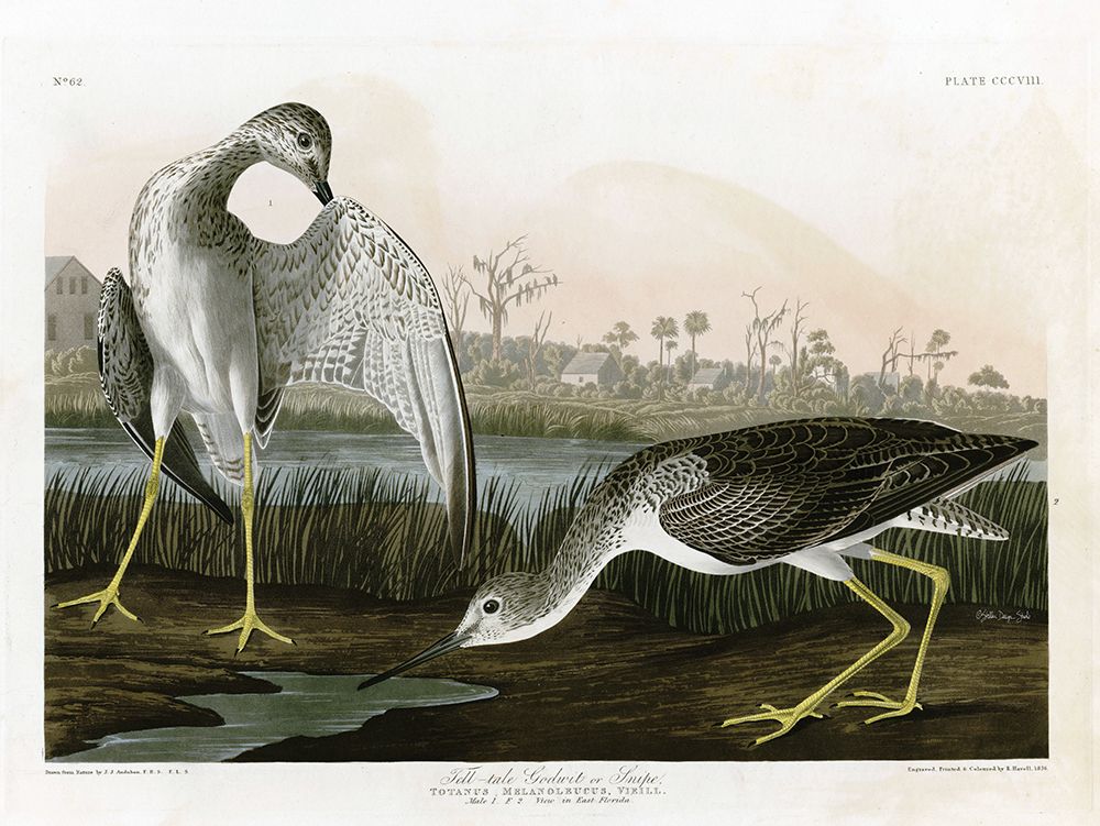 Tell-tale Godwit art print by Stellar Design Studio for $57.95 CAD