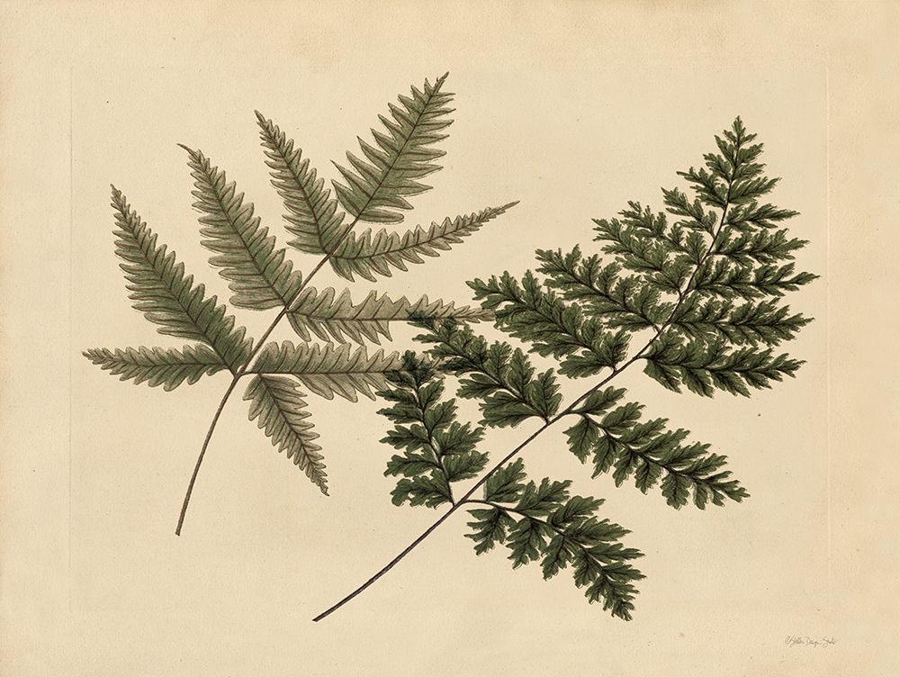 Antique Ferns 1 art print by Stellar Design Studio for $57.95 CAD