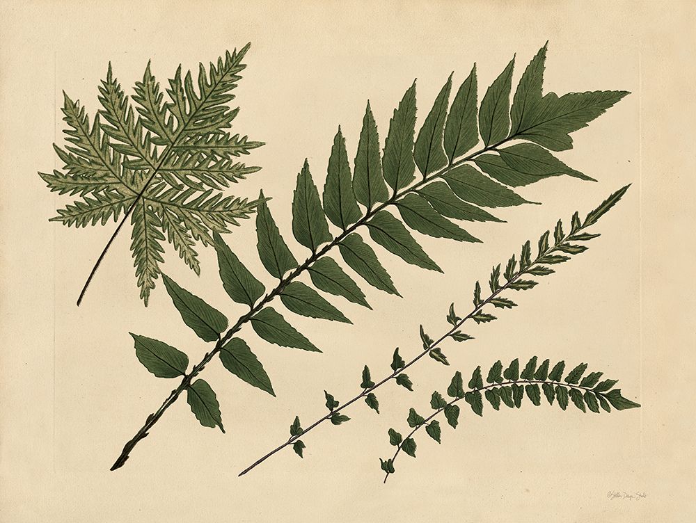 Antique Ferns 2 art print by Stellar Design Studio for $57.95 CAD