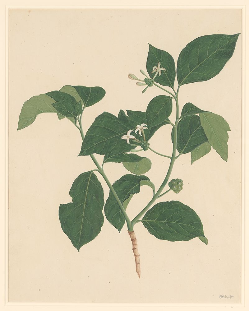 Botanical Greenery art print by Sara G. Designs for $57.95 CAD