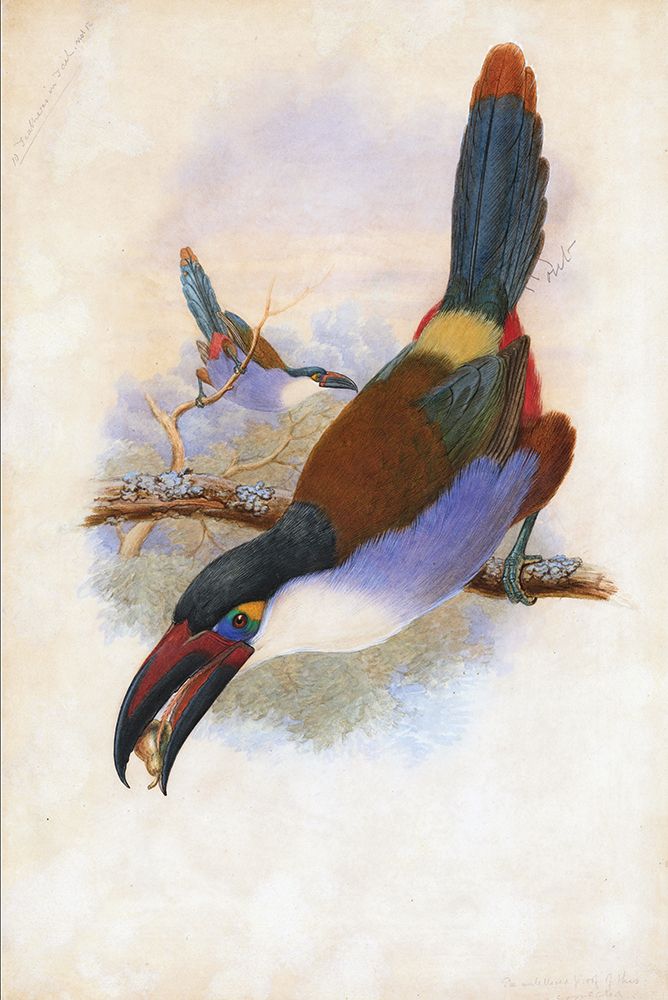 Black Billed Mountain Toucan art print by Stellar Design Studio for $57.95 CAD