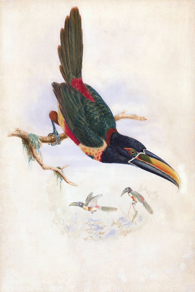 Central American Aracari art print by Stellar Design Studio for $57.95 CAD