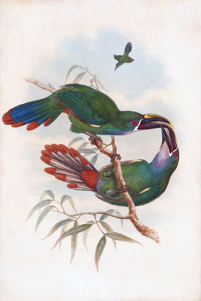 Gray Throated Toucanet art print by Stellar Design Studio for $57.95 CAD