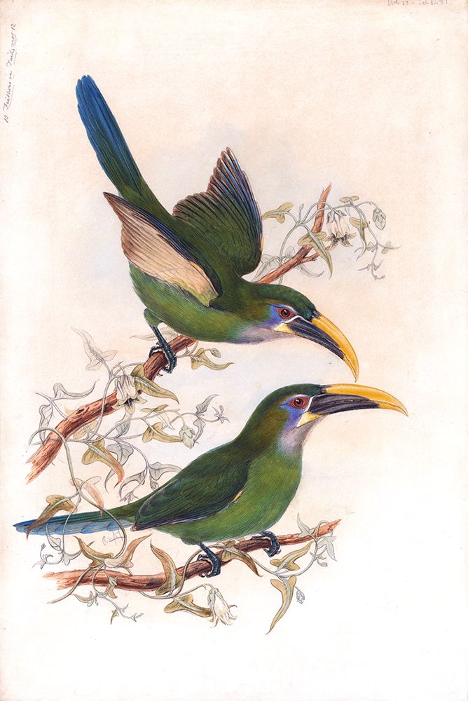 Yellow Billed Toucanets art print by Stellar Design Studio for $57.95 CAD