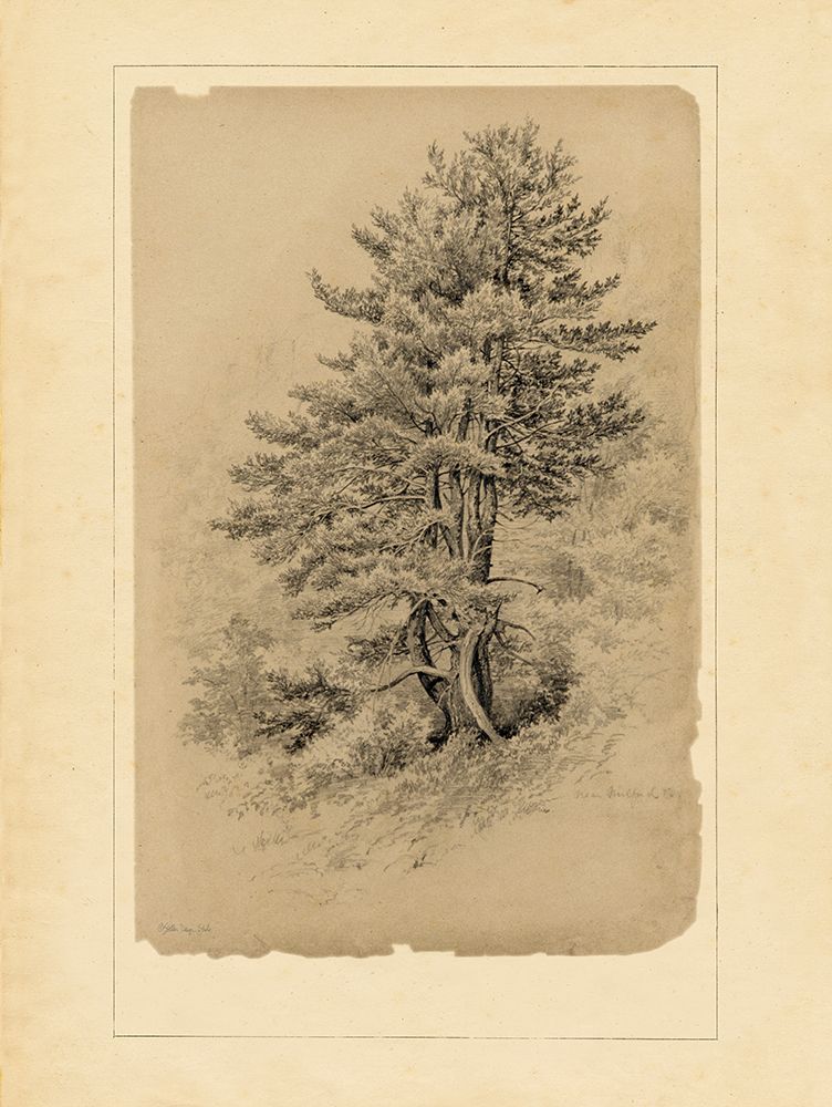 This Old Tree art print by Stellar Design Studio for $57.95 CAD